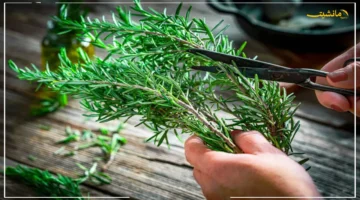 تحول ملحوظ في أيام.. اكتشف وصفة منزلية لتنعيم الشعر وتقويته وزيادة طوله بصورة طبيعية 1